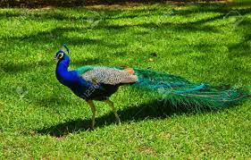 Mayil (Peacock)